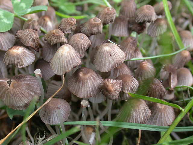 Coprinellus disseminatus